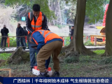 央視報道 | 守護(hù)千年古榕，TRU樹木雷達(dá)為陽朔榕樹開啟“無損體檢”新時代！